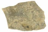 Fossil True Weevil (Curculionidae) Elytron- Mort d'Imbert, France #290745-1